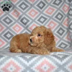 Peanut, Bich-Poo Puppy